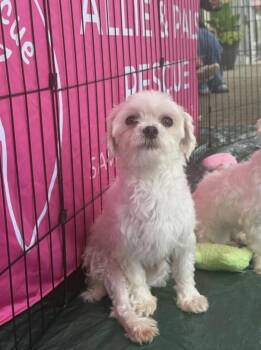 Cocoa -  Maltese Dog for Adoption in Cheektowaga, New York - Cocoa | PetCurious