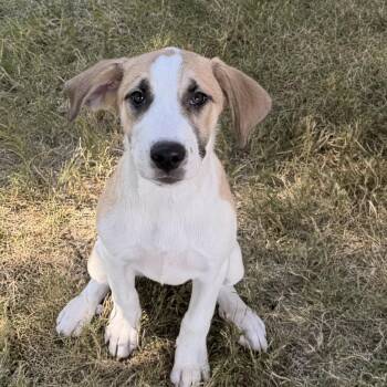 Quiche -  Anatolian Shepherd Dog for Adoption in Pilot Point, Texas - Quiche | PetCurious