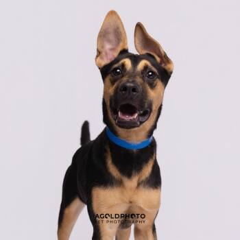 Rocky (Cosmo) -  Shepherd and Mixed Breed Dog for Adoption in Tampa, Florida - Rocky (Cosmo) | PetCurious