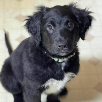 Golden Retriever and Cattle Dog Dogs Available for Adoption in Fredericksburg, Virginia - Bowser | PetCurious