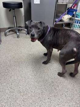 Scout -  Pit Bull Terrier and Mixed Breed Dog for Adoption in Conway, Arkansas - Scout | PetCurious