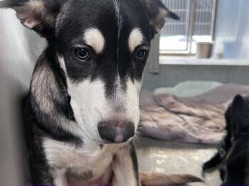 HOLLAND -  German Shepherd Dog and Mixed Breed Dog for Adoption in Tustin, California - HOLLAND | PetCurious