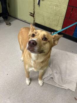 Australian Kelpie Dogs Available for Adoption in Indianapolis, Indiana - ROXY | PetCurious