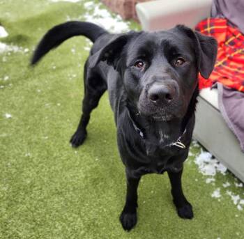 German Shepherd Dog and Mastiff Dogs Available for Adoption - KING | PetCurious