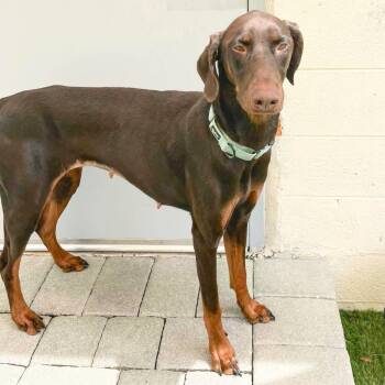Regina 3591 -  Doberman Pinscher Dog for Adoption in Oakland Park, Florida - Regina 3591 | PetCurious
