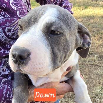 Rescue Shar Pei and Feist Dogs for Adoption in Lenoir, North Carolina - Dawn (Coopers Corner) | PetCurious
