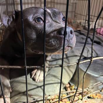 KELLY -  Pit Bull Terrier Dog for Adoption in Greensboro, North Carolina - KELLY | PetCurious