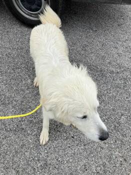 Mixed Breed Dogs Available for Adoption - CHRIS | PetCurious