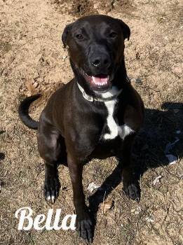 Black Labrador Retriever and Terrier Dogs Available for Adoption - Bella | PetCurious