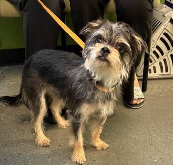 Schnauzer Dogs Available for Adoption in Lawrenceville, Georgia - Pen 231 Coaster | PetCurious
