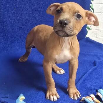 Enzo -  Pit Bull Terrier Dog for Adoption in Waterloo, Iowa - Enzo | PetCurious