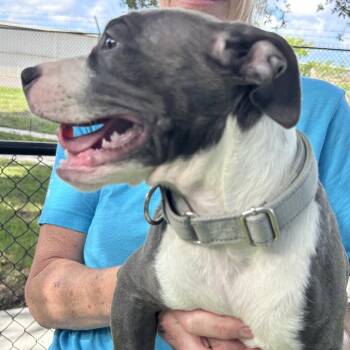 Chelan -  Mixed Breed Dog for Adoption - Chelan | PetCurious