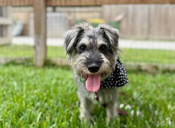 Miniature Schnauzer and Schnoodle Dogs Available for Adoption in Friendswood, Texas - Benny Benito | PetCurious
