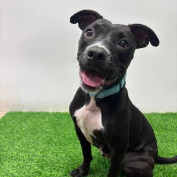 Jasmine -  Pit Bull Terrier Dog for Adoption in Columbia, Missouri - Jasmine | PetCurious