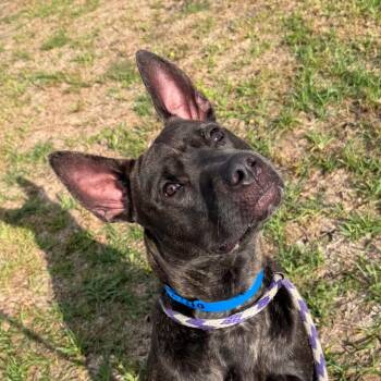 Zilla -  Terrier Dog for Adoption in Clearwater, Florida - Zilla | PetCurious