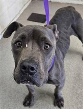 YESENIA -  Pit Bull Terrier and Mixed Breed Dog for Adoption in San Bernardino, California - YESENIA | PetCurious