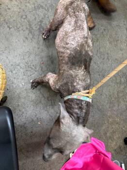 Satin -  Pit Bull Terrier Dog for Adoption in Swainsboro, Georgia - Satin | PetCurious