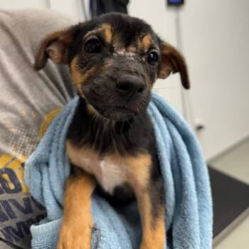 Karma -  Australian Shepherd and Mixed Breed Dog for Adoption in Abilene, Texas - Karma | PetCurious