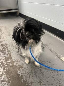 Shinx -  Shih Tzu Dog for Adoption in Sacramento, California - Shinx | PetCurious