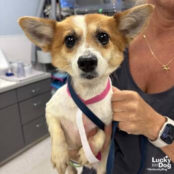 Spruce -  Corgi Dog for Adoption in Washington, District Of Columbia - Spruce | PetCurious