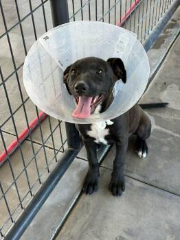 Mixed Breed Dogs Available for Adoption in Ocala, Florida - Gabby | PetCurious