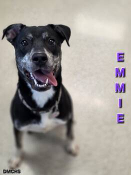 Rescue Pit Bull Terrier Dogs for Adoption in Burlington, Iowa - Emmie | PetCurious
