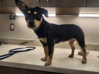 Rescue Chihuahua and Miniature Pinscher Dogs for Adoption in Baytown, Texas - ROSIE | PetCurious