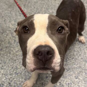 Jitterbug -  Mixed Breed Dog for Adoption in Greenville, South Carolina - Jitterbug | PetCurious