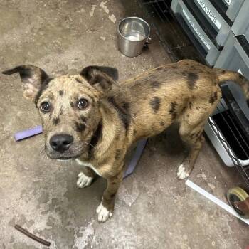 Wagon Wheel in NH Come Meet our Adoptable Dogs Wednesday-Saturda -  Catahoula Leopard Dog Dog for Adoption in Manchester, New Hampshire - Wagon Wheel In NH Come Meet Our Adoptable Dogs Wednesday-Saturda | PetCurious