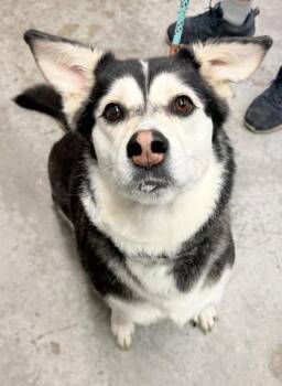 Siberian Husky and Mixed Breed Dogs Available for Adoption - Zoey | PetCurious