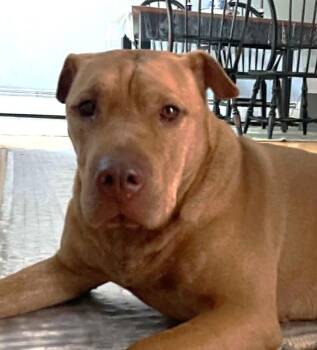 Mila -  Shar Pei Dog for Adoption in Bloomfield, Connecticut - Mila | PetCurious