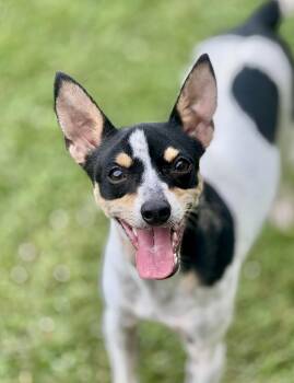 Cookie -  Rat Terrier Dog for Adoption in Lucedale, Mississippi - Cookie | PetCurious