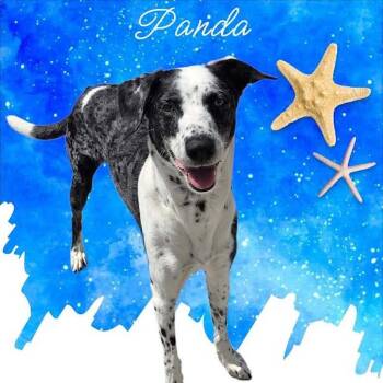 Panda -  Mixed Breed Dog for Adoption in York, Nebraska - Panda | PetCurious