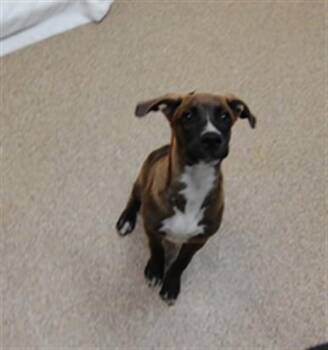 MACCHIATO -  Dutch Shepherd and Mixed Breed Dog for Adoption in Albuquerque, New Mexico - MACCHIATO | PetCurious