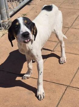 Earle -  Hound and Mixed Breed Dog for Adoption in Shreveport, Louisiana - Earle | PetCurious