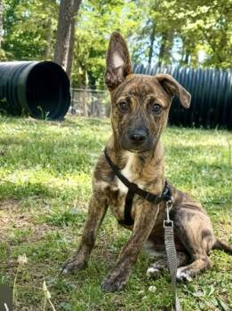 Rock E Road -  Mixed Breed Dog for Adoption in Atlanta, Georgia - Rock E Road | PetCurious