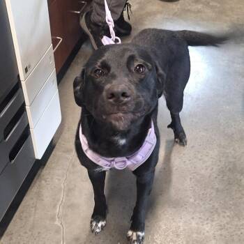 Sidney -  Labrador Retriever Dog Available for Adoption in Gautier, Mississippi - Sidney | PetCurious