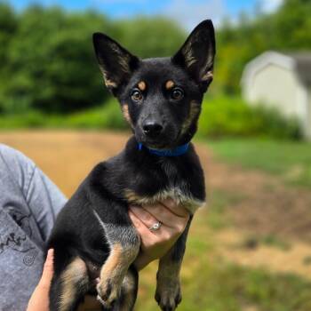 CT Kuma -  Shepherd and Mixed Breed Dog for Adoption in Stormville, New York - CT Kuma | PetCurious