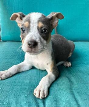 Australian Cattle Dog Blue Heeler and American Staffordshire Terrier Dogs Available for Adoption - Pluto The Mixed Breed Puppy | PetCurious