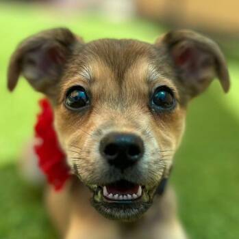 Terrier Dogs Available for Adoption in Humacao, Humacao - Dove | PetCurious