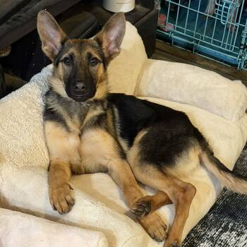 NALA -  German Shepherd Dog Dog for Adoption in New York, New York - NALA | PetCurious