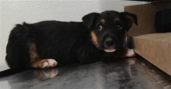 FRIDAY -  German Shepherd Dog and Mixed Breed Dog for Adoption in Albuquerque, New Mexico - FRIDAY | PetCurious
