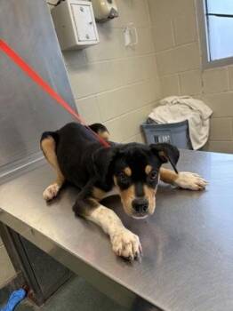 Rottweiler and Mixed Breed Dogs Available for Adoption - Harry | PetCurious