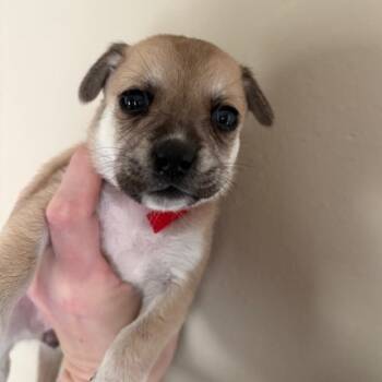 Rescue Chihuahua Dogs for Adoption in Park Row, Texas - Tiki | PetCurious