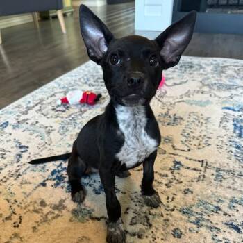 Emmi -  Mixed Breed Dog for Adoption in Bentonville, Arkansas - Emmi | PetCurious