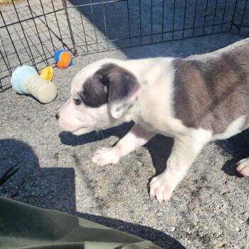 Hermione -  Pit Bull Terrier and Mixed Breed Dog for Adoption in Evensville, Tennessee - Hermione | PetCurious