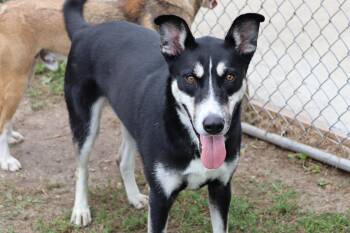 Happy -  Shepherd Dog for Adoption in Dyer, Indiana - Happy | PetCurious