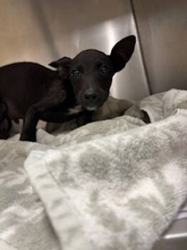 Rescue Terrier and Mixed Breed Dogs for Adoption in Honolulu, Hawaii - 59759835 | PetCurious