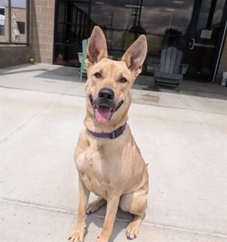 Black Mouth Cur Dogs Available for Adoption in Fort Collins, Colorado - Liberty Biberty | PetCurious