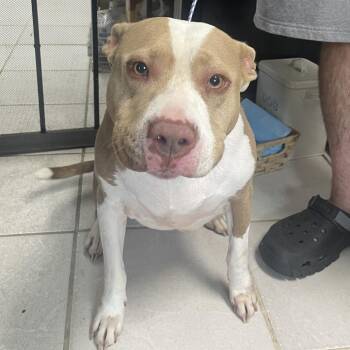 Adrena Lynn -  Mixed Breed Dog for Adoption in Savannah, Georgia - Adrena Lynn | PetCurious
